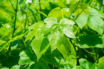 Grape leaves