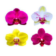 Fototapeta na wymiar Orchid isolated on background.Orchid set.