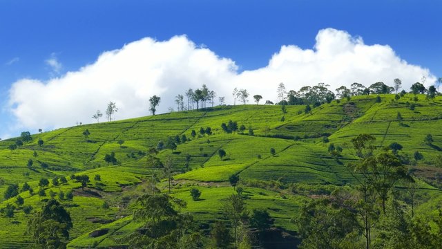 mountain tea plantation in Sri Lanka - timelapse 4k
