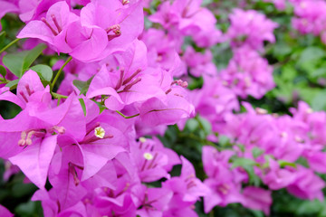 Fototapeta na wymiar Pink Bougainvillea flowers