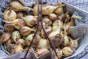 Wire Basket of Onions