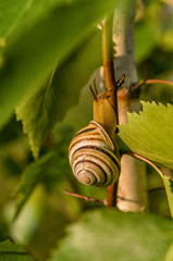 Garden Snail
