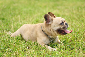 Fototapeta premium French bulldog