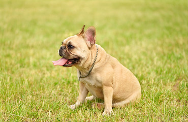 French bulldog