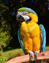 Blue and Gold Macaw