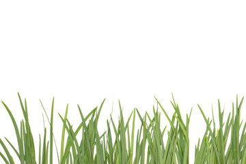 garlic chive on white.