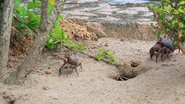 Land crab crawls into his hole.