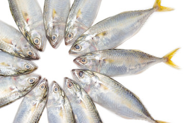 closeup fresh mackerel fish