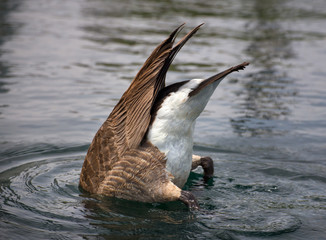 Diving Canada Goose