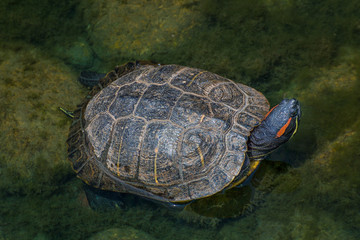 Red-eared Slider Turtle