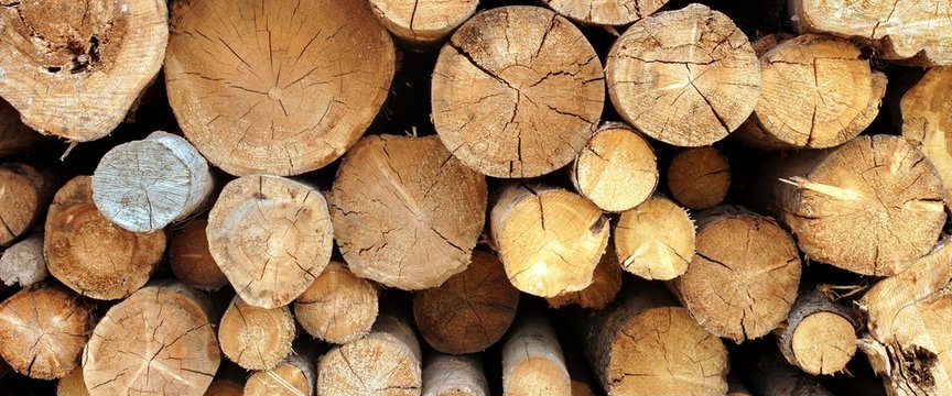 Woodpile From Big Logs For Forestry Industry