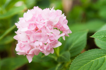  hydrangea flowers