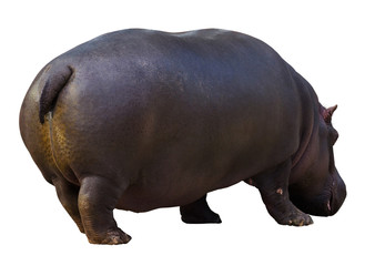 Male hippopotamus