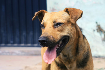 Homeless dog