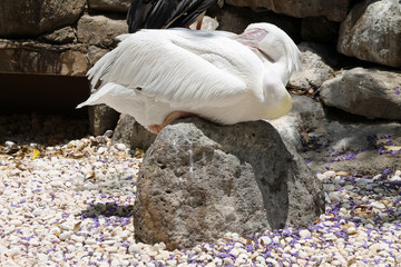 TIERE_2102_Rosapelikan