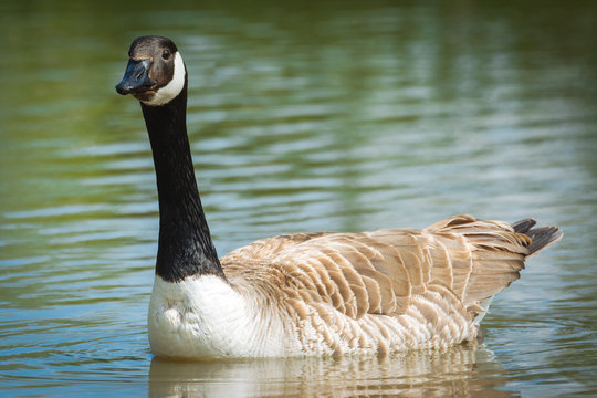 Canadian geese in swamp area