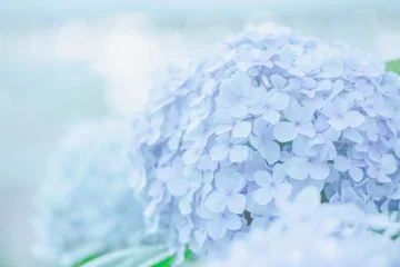 Crédence en verre imprimé Hortensia fleur d& 39 hortensia