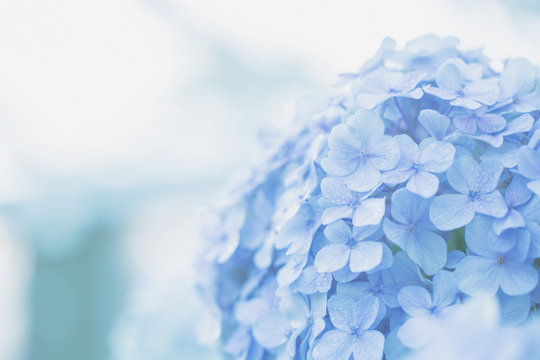 Hydrangea Flower