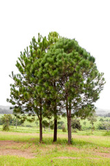 Fototapeta premium Pine trees