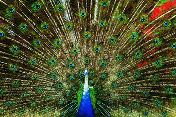 Fototapeta premium Closeup psychedelic image of a beautiful peacock feathers orname