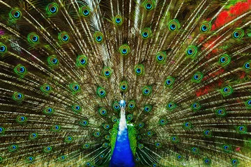 Fotobehang Closeup psychedelic image of a beautiful peacock feathers orname © Mayatnikstudio