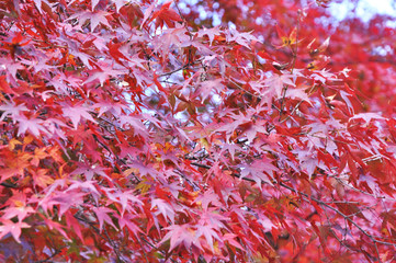 Maple