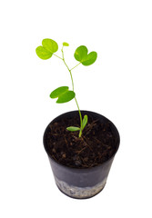 Young plant  isolated on white background and clipping path