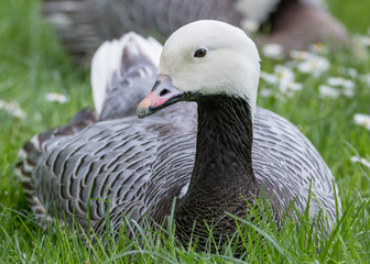 Magellan Goose portrait