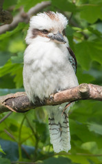 Laughing Kookaburra Portrait