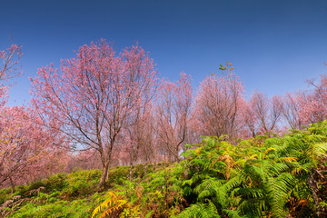 Sakura flowers blooming blossom in PhuLomLo Loei Province , Thai