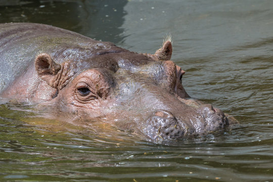 Hippo under water