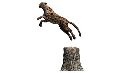 cheetah - isolated on white background