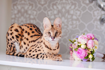 Beautiful cat serval sitting on table with bouquet of flowers