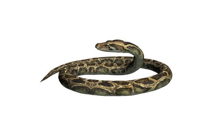 Python snake - separated on white background