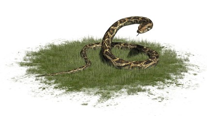 Naklejka premium Python snake in grass - separated on white background