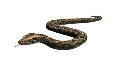 Python snake - separated on white background