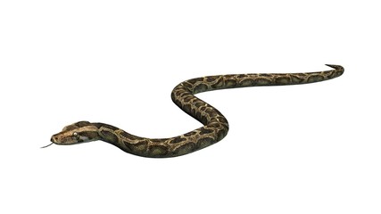 Python snake - separated on white background