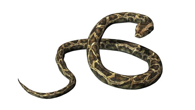 Python snake - separated on white background