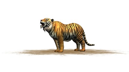 Fototapeta na wymiar tiger - isolated on white background
