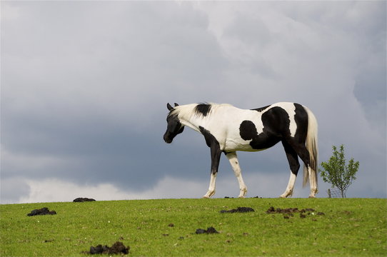 Rappschimmel Schecke (Pferd) steht am Horizont