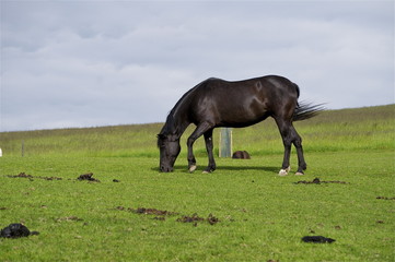 schwarze Stute / Rappen - (Pferd) auf Pferdeweide