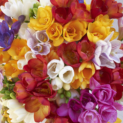 variety of colorful freesia flowers closeup, natural background
