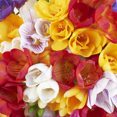 Obraz na płótnie Canvas variety of colorful freesia flowers closeup, natural background