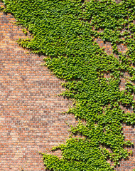 Brick Wall.  Overgrown Brick Wall and Leaves for Backgrounds.