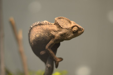 chameleon  brown on branch