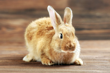 Little rabbit on wooden background