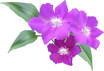 large pink flowers with green leaves isolated on white