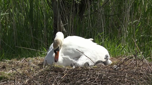 swan with ducklings in the nest 