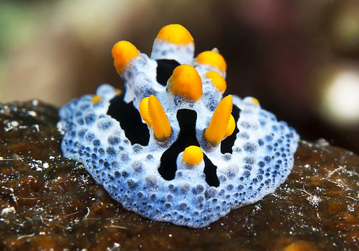 Blue Nudibranch, Sea Slug,  