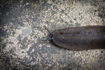 close up Slug on ground